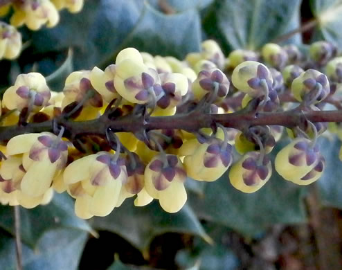 image of Mahonia bealei, Leatherleaf Mahonia, Chinese Mahonia, Holly-grape