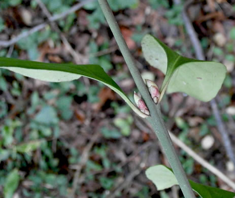 image of Euonymus fortunei, Wintercreeper, Climbing Euonymus, Chinese Spindle-tree