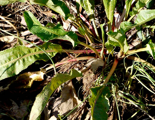 image of Rumex crispus ssp. crispus, Curly Dock, Yellow Dock