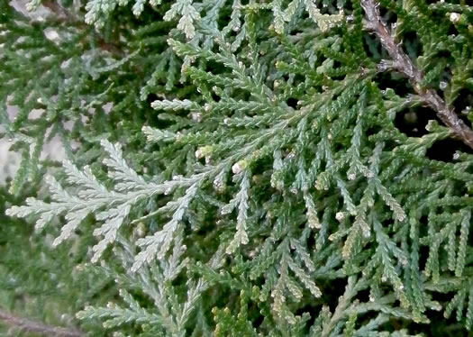 image of Platycladus orientalis, Oriental Arborvitae, Tree-of-life