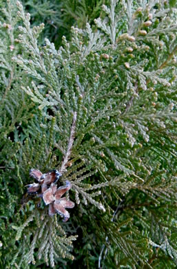 Platycladus orientalis, Oriental Arborvitae, Tree-of-life