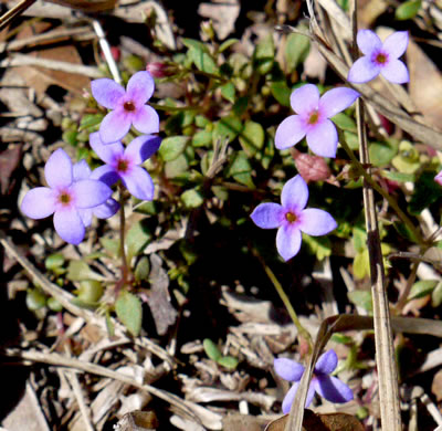 image of Houstonia pusilla, Tiny Bluet, Small Bluet