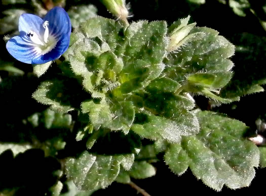 image of Veronica persica, Bird's-eye Speedwell