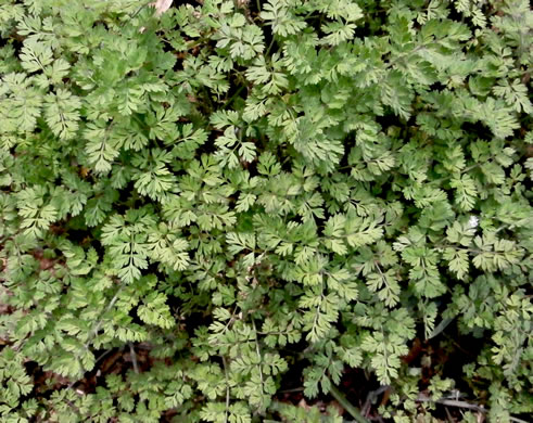 Chaerophyllum tainturieri, Southern Chervil, Wild Chervil, Hairyfruit Chervil