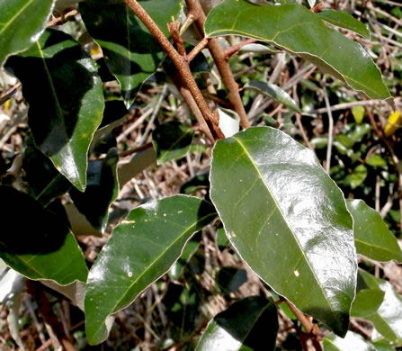 image of Elaeagnus pungens, Thorny Olive, Autumn Siverberry, Silverthorn, Thorny Elaeagnus