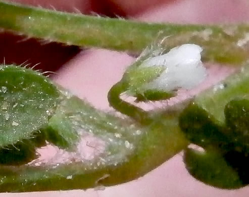 Nemophila aphylla, Baby Blue Eyes, Small-flower Baby-blue-eyes, White Nemophila, Eastern Baby-blue-eyes