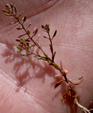 image of Abdra brachycarpa, Shortpod Draba, Short-fruited Draba