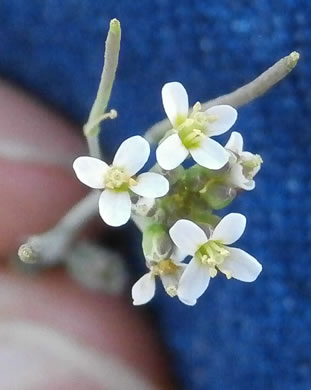 image of Arabidopsis thaliana, Mouse-ear Cress