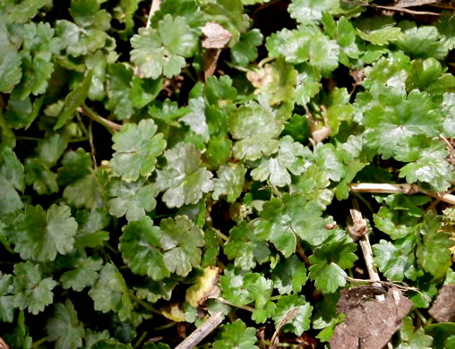 image of Hydrocotyle sibthorpioides, Lawn Marsh-pennywort, Lawn Water-pennywort