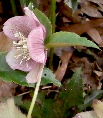 image of Helleborus viridis, Lenten-rose, Green Hellebore, Christmas-rose