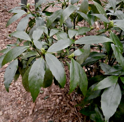 image of Aucuba japonica, Aucuba, Japanese-laurel, Spotted-laurel