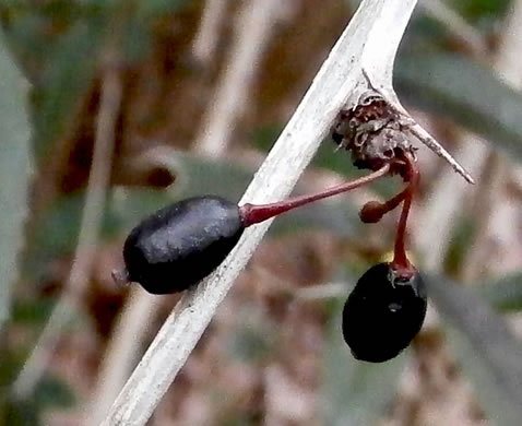 image of Berberis julianae, Evergreen Barberry, Wintergreen Barberry