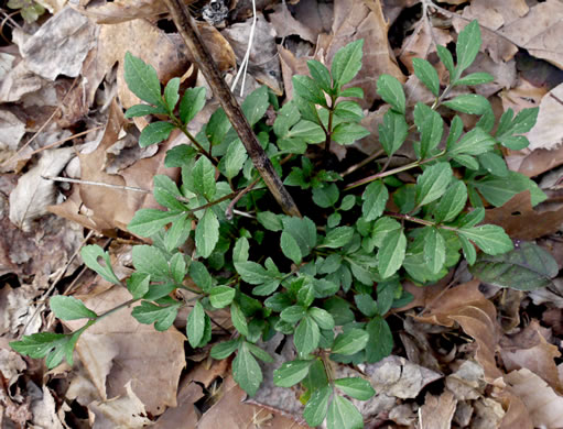 image of Rudbeckia laciniata var. laciniata, Greenheaded Coneflower, Common Cutleaf Coneflower