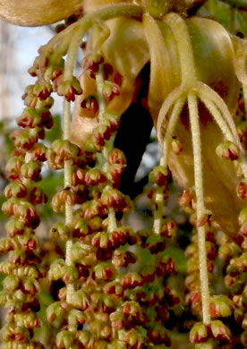 catkin