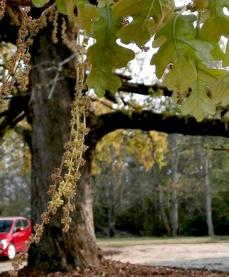 catkin