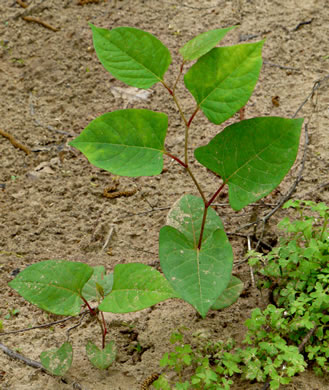 image of Reynoutria japonica var. japonica, Japanese Knotweed, Japanese Bamboo, Japanese Buckwheat