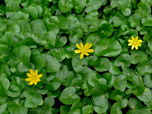 image of Ficaria verna ssp. verna, Fig Buttercup, Lesser Celandine, Pilewort