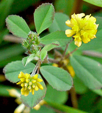 image of Trifolium campestre, Hop Clover, Low Hop Clover, Field Clover