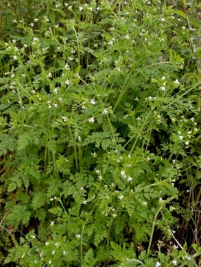 image of Chaerophyllum tainturieri, Southern Chervil, Wild Chervil, Hairyfruit Chervil