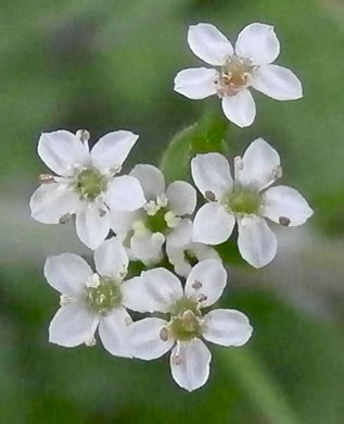 image of Chaerophyllum tainturieri, Southern Chervil, Wild Chervil, Hairyfruit Chervil