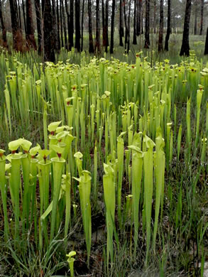 image of Sarracenia flava, Yellow Pitcherplant, Yellow Trumpet, Trumpets