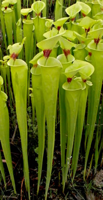 image of Sarracenia flava, Yellow Pitcherplant, Yellow Trumpet, Trumpets