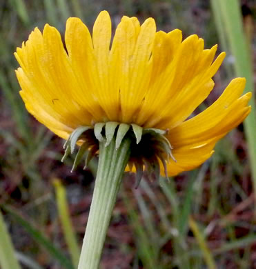 Helenium vernale, Savannah Sneezeweed, Spring Helenium