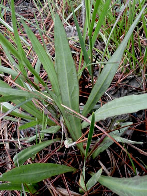 image of Helenium vernale, Savannah Sneezeweed, Spring Helenium