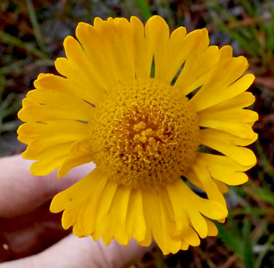 image of Helenium vernale, Savannah Sneezeweed, Spring Helenium