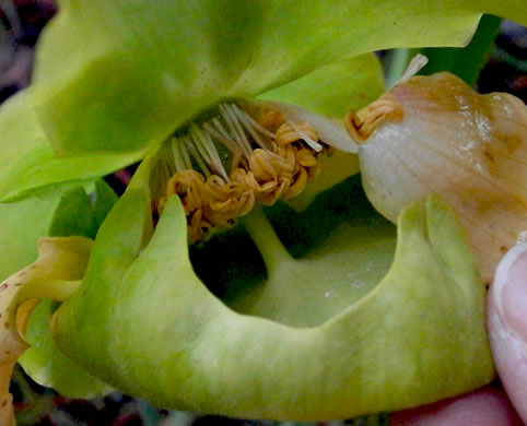 image of Sarracenia flava, Yellow Pitcherplant, Yellow Trumpet, Trumpets