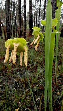 Sarracenia flava, Yellow Pitcherplant, Yellow Trumpet, Trumpets