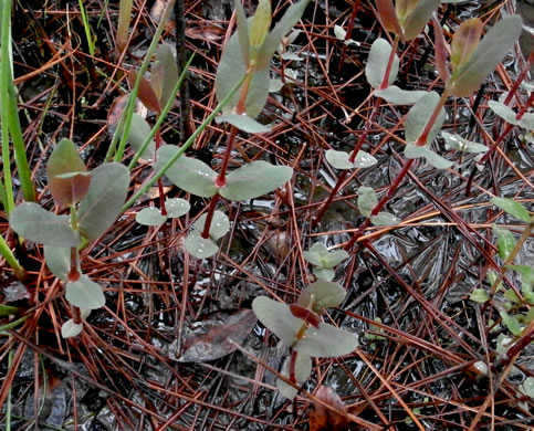 image of Triadenum virginicum, Virginia Marsh St. Johnswort, Common Marsh St. Johnswort