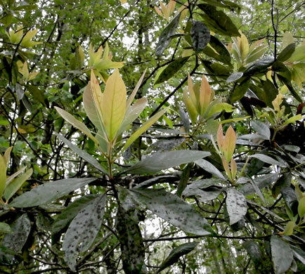 image of Tamala palustris, Swamp Redbay, Swamp Bay