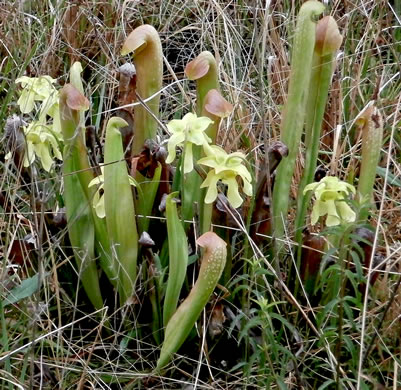 image of Sarracenia minor var. minor, Hooded Pitcherplant