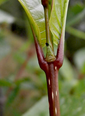 image of Cephalanthus occidentalis, Buttonbush