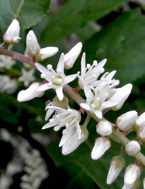 image of Itea virginica, Virginia Sweetspire, Virginia-willow