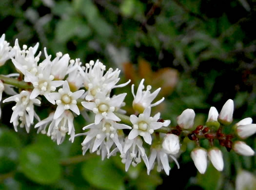 image of Itea virginica, Virginia Sweetspire, Virginia-willow