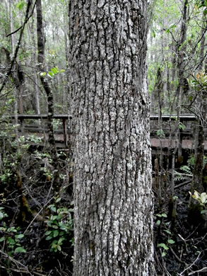 image of Nyssa biflora, Swamp Tupelo, Swamp Blackgum, Swamp Gum, Water Gum