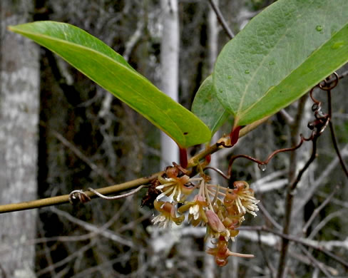 image of Smilax walteri, Coral Greenbrier, Red-berried Swamp Smilax