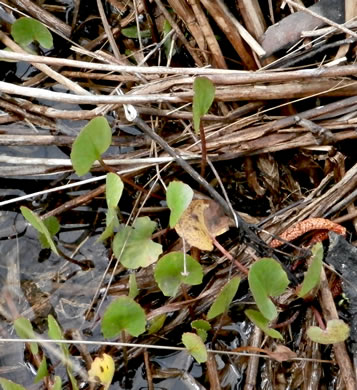 image of Centella erecta, Centella, Erect Coinleaf, False Pennywort