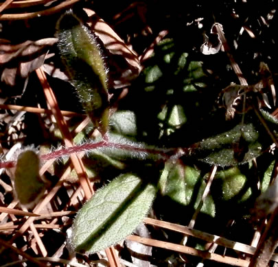 image of Crocanthemum carolinianum, Carolina Sunrose, Carolina Frostweed, Carolina Rockrose