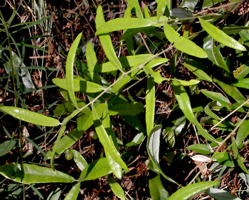 image of Quercus elliottii, Running Oak