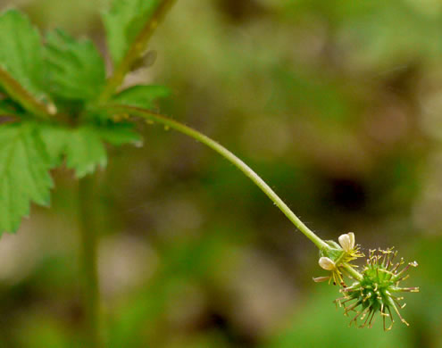 image of Geum vernum, Spring Avens, Heartleaf Avens