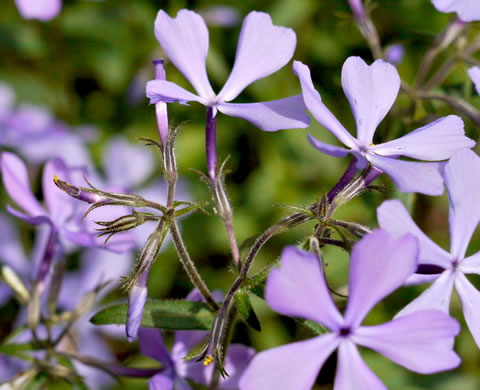 image of Phlox divaricata var. divaricata, Eastern Blue Phlox, Timber Phlox, Blue Woodland Phlox, Wild Blue Phlox