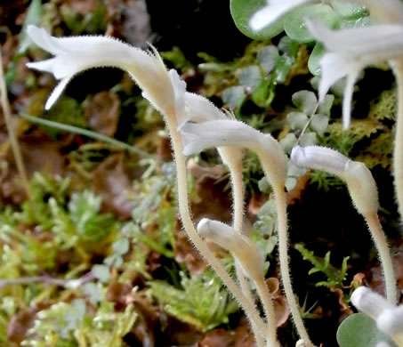 image of Aphyllon uniflorum, One-flowered Cancer-root, One-flowered Broomrape, Ghostpipe