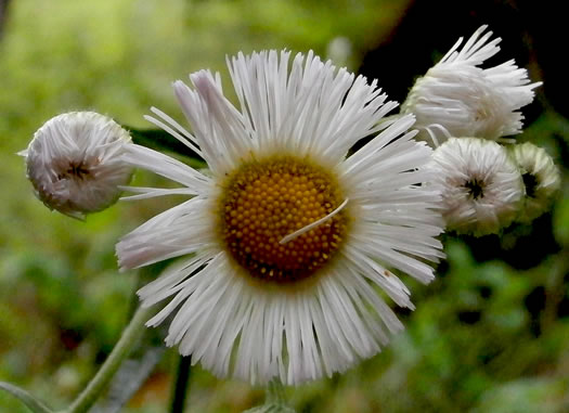 image of Erigeron philadelphicus var. philadelphicus, Daisy Fleabane, Philadelphia Fleabane, Philadelphia-daisy, Common Fleabane