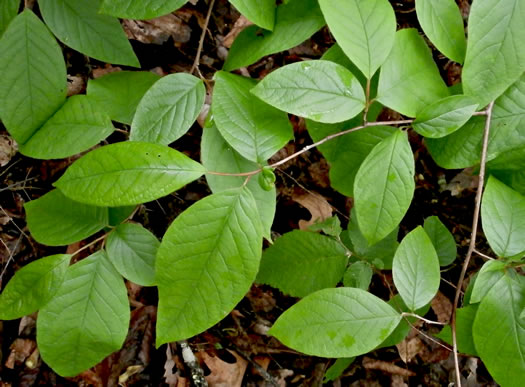 image of Stewartia ovata, Mountain Camellia, Mountain Stewartia