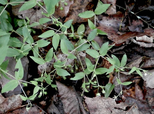 image of Stellaria pubera, Star Chickweed, Giant Chickweed, Great Chickweed, Common Starwort