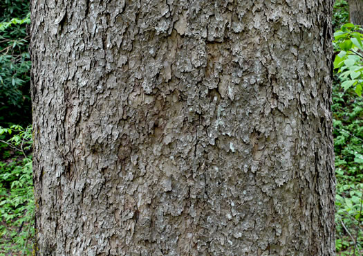 image of Platanus occidentalis var. occidentalis, American Sycamore, Planetree