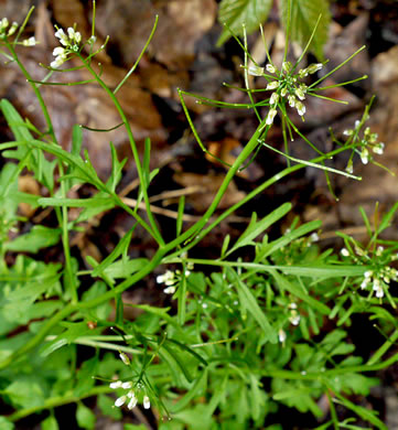 image of Cardamine pensylvanica, Pennsylvania Bittercress, Quaker Bittercress